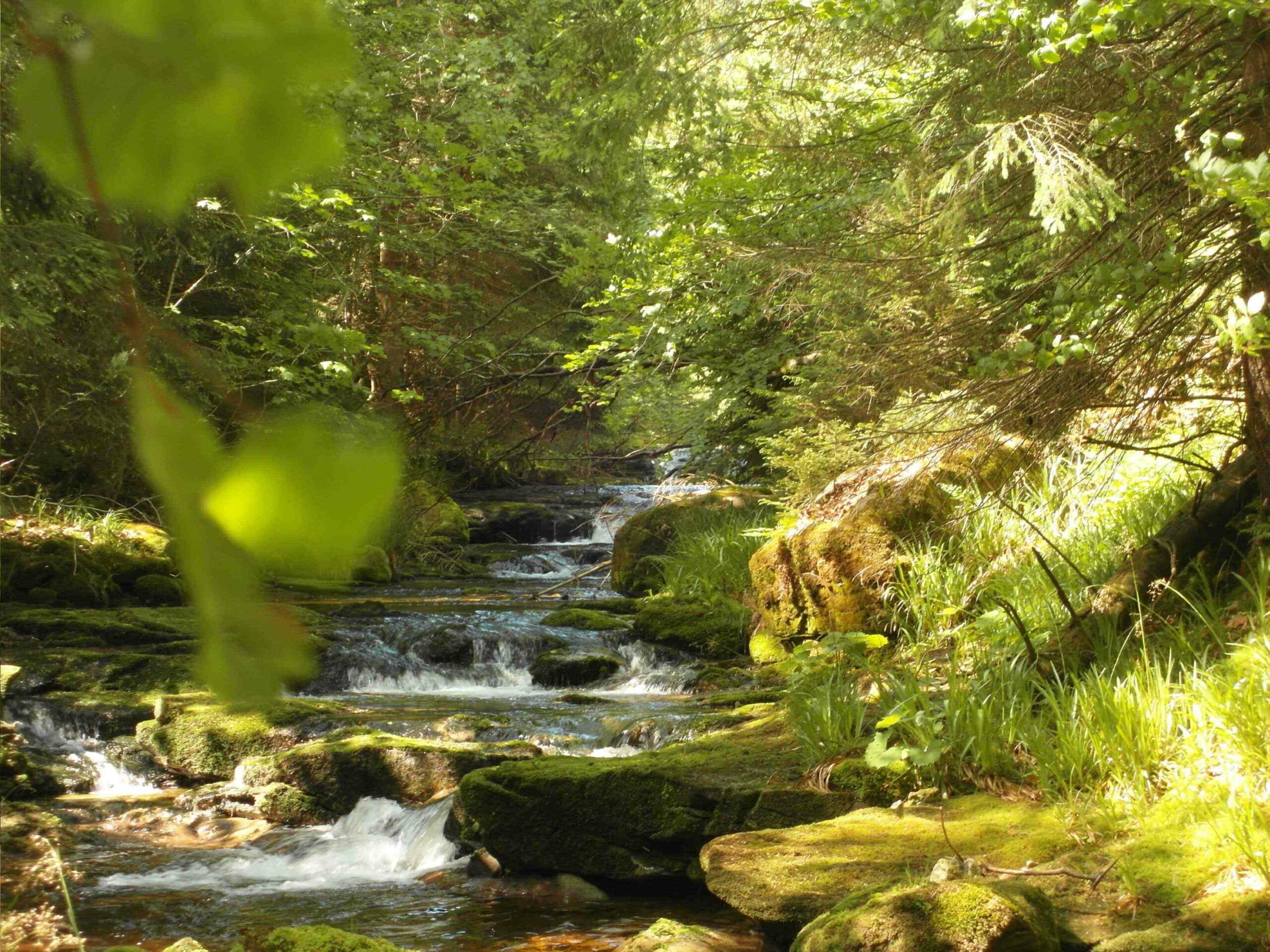 Schwarzwaldbach im Spiel der Sonne