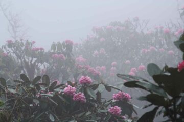 Bhutans Rhododendren