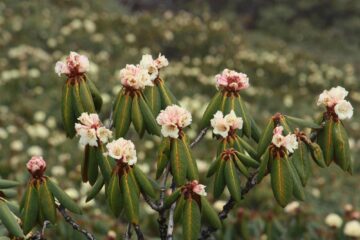 Bhutans Rhododendren