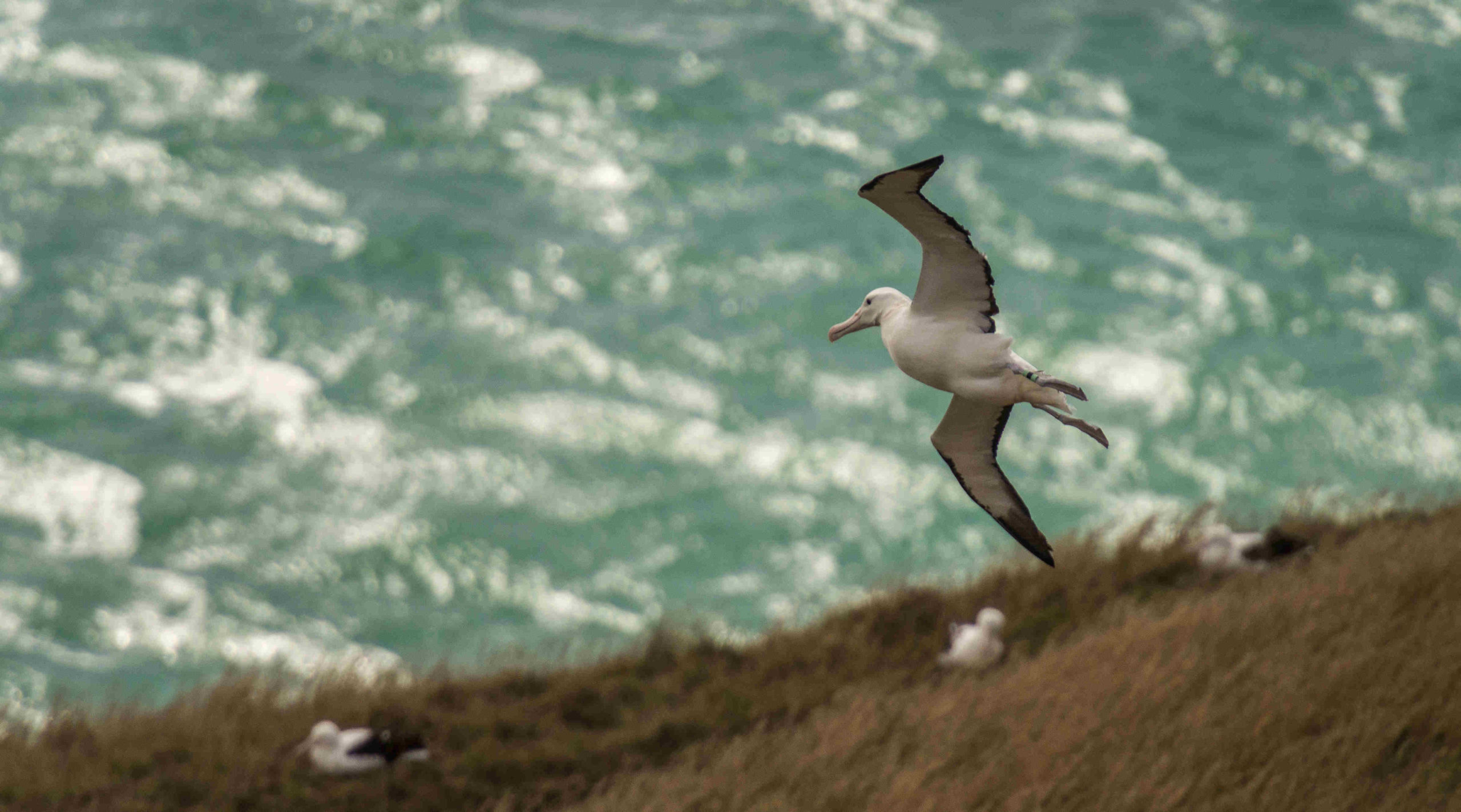 Tauchen Sie ein in die Welt der Pinguine, Albatrosse und Delphine!
