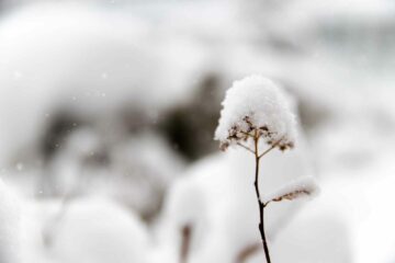 Blume im Schnee