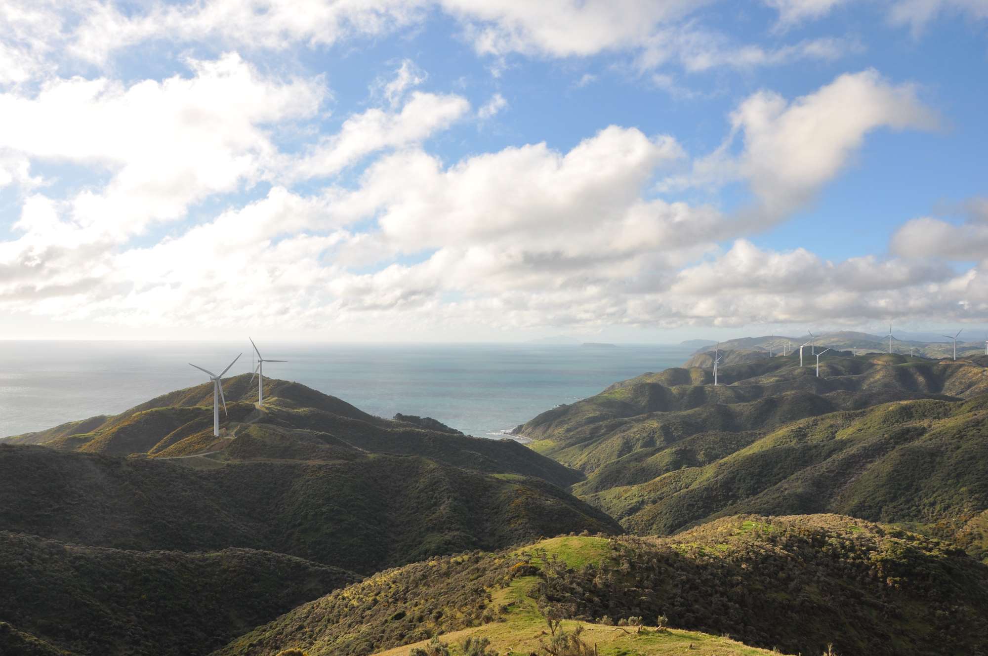 Wild Wellington Halbtagstour