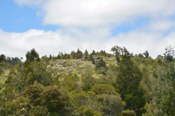 Northland – Rundreise zu den spirituellen Wurzeln der Maori