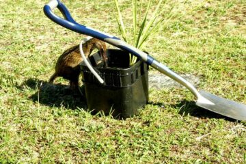 Weka beim Inspizieren eines Eimers