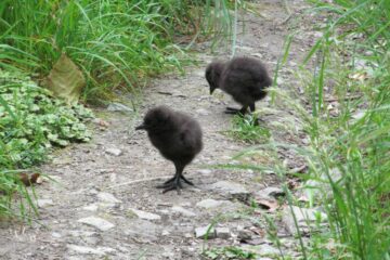 Weka-Babys