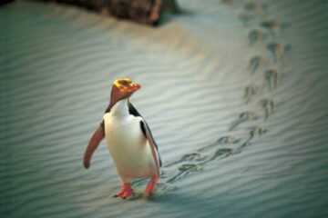 Tauchen Sie ein in die Welt der Pinguine, Albatrosse und Delphine!