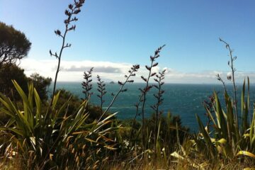 Coromandel Coastal Walkway