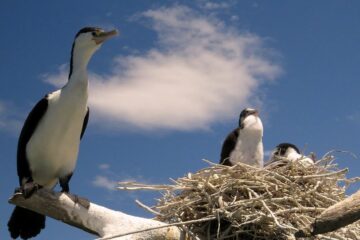 Vögel beobachten auf Motuara Bird Sanctuary Island