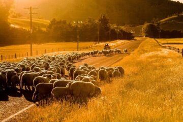 Schafe auf der Straße