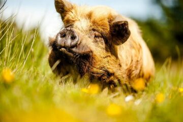 Ferkel auf der Farm