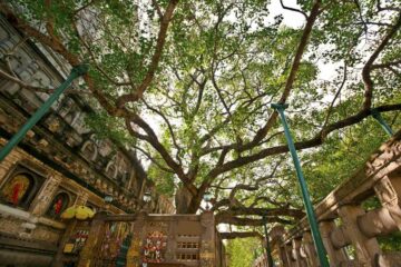 Bodhi Tree - der Ort der Erleuchtung