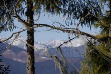 Wald in Bhutan mit Bergblick