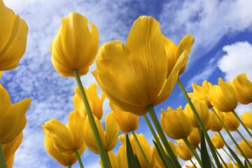 Narzissen unter blauem Himmel