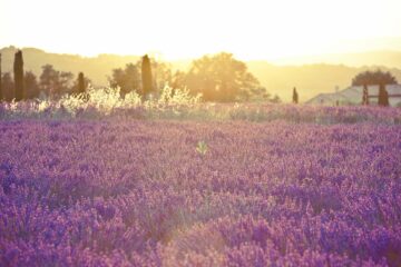 Lavendelfeld in Frankreich