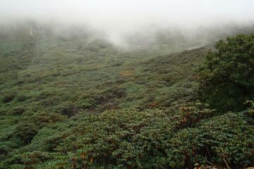 Blick auf Rhododendron-Wälder