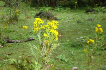 Gelbe Wildblumen am Weg