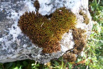 Natur entdecken