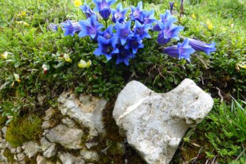 Alpenblumen