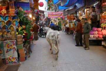 Weiße Kuh marschiert durch Marktstände in Nordindien