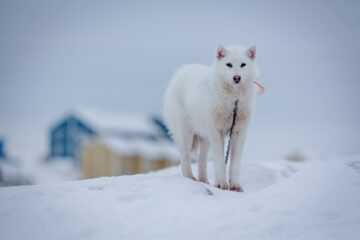 weißer Schlittenhund schaut in Kamera