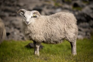 weißes Schaf blickt direkt in die Kamera