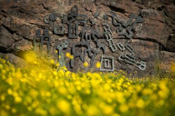 Eisenrunen auf Stein vor gelbem Blumenmeer