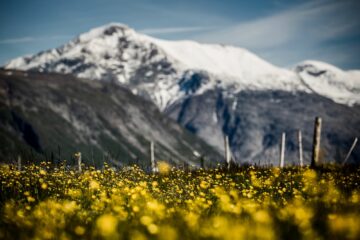 weißes Blumenfeld vor schneebedecktem Gipfel