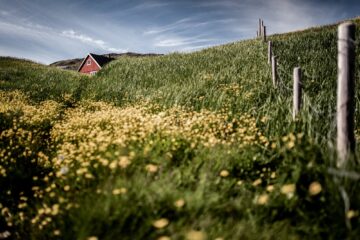 Wiese mit kleinem rotem Hausgiebel im Hintergrund
