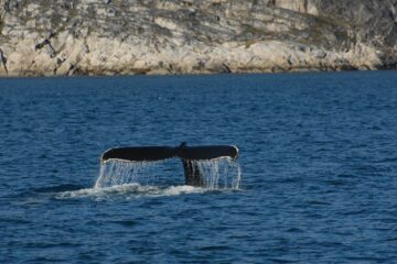 schwarze Walflosse ragt aus dem Meer