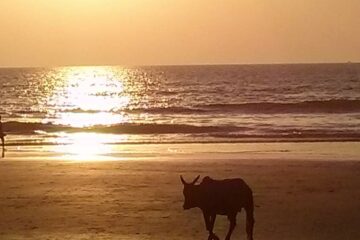 Kuh am Strand