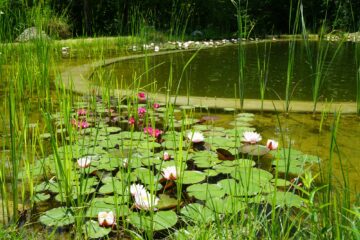 Rosa und rote Seerosen auf Wasser