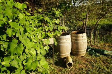 Weinfässer auf Erde an grüner Hecke