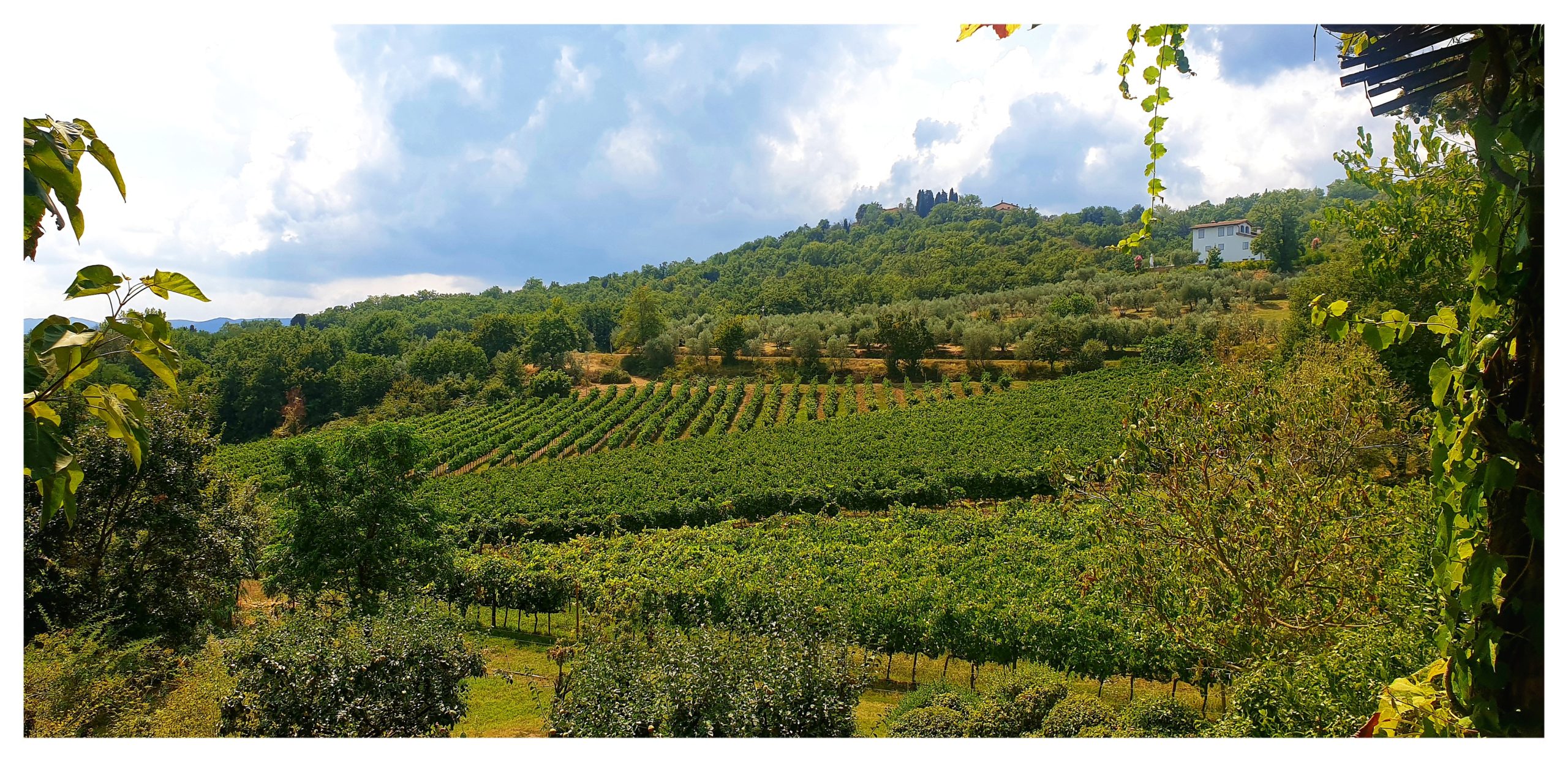 Blick über die Weinberge