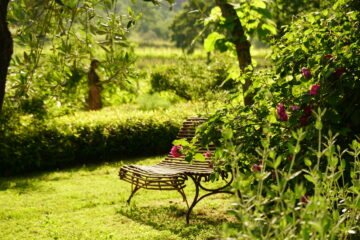 Stuhl neben Rosenstrauch mit pinken Blüten