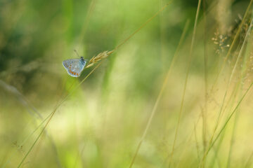 Schmetterling an Heuhalm