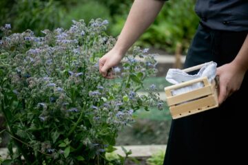 Mann erntet Blüten vom Strauch