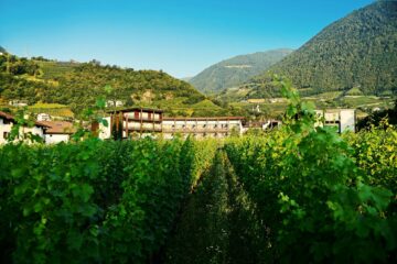 Haus inmitten grüner Weinberge