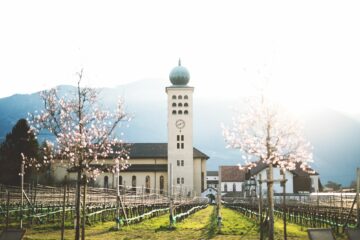 Kirche und Weinreben im Frühling