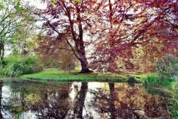 Roter Ahorn spiegelt sich im Wasser