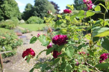 Rosenstrauch mit pinken Blüten