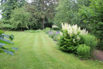 Wiese mit blühenden Sträuchern