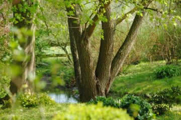 Baum mit Bach