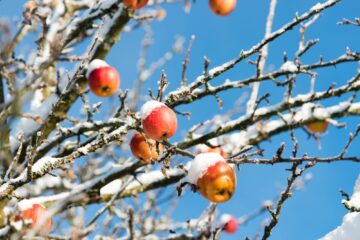 Beschneiter Apfelbaum