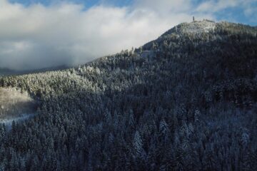 Verschneite Waldspitzen