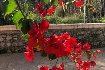 Rote Blüten