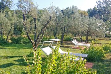 Liegen im Olivenhain