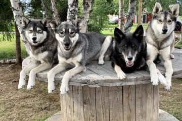 Vier Huskys auf Holztisch