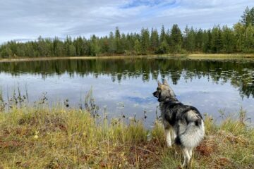 Husky schaut über den See