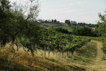 Weinberge und Hügel