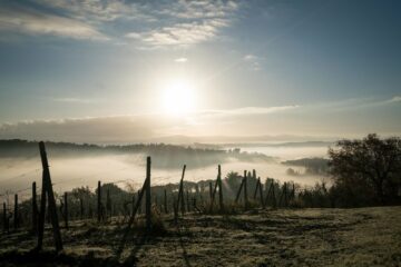 Sonne scheint über neblige Wiese